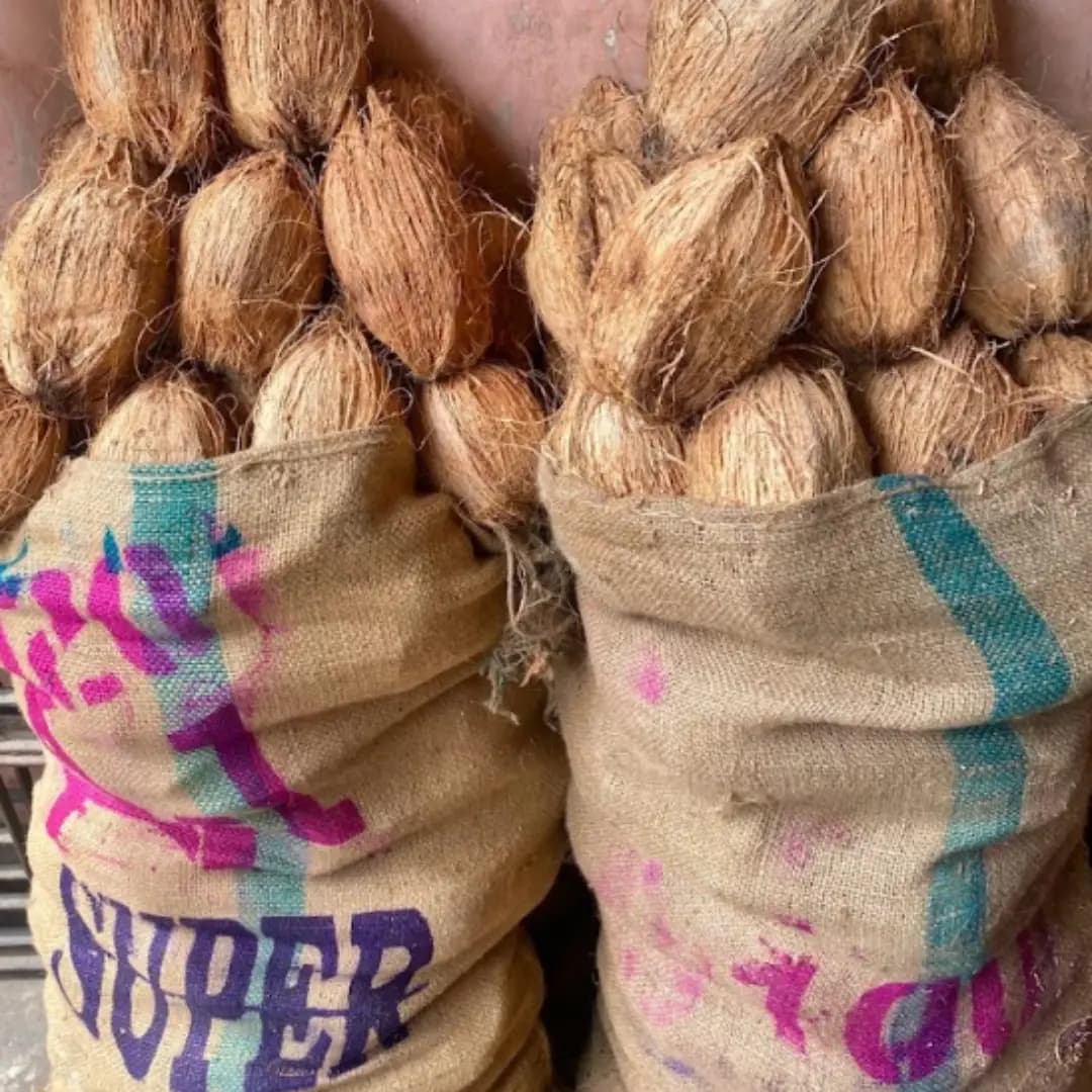 Coconut 120 Dana (3650 PER BAG)