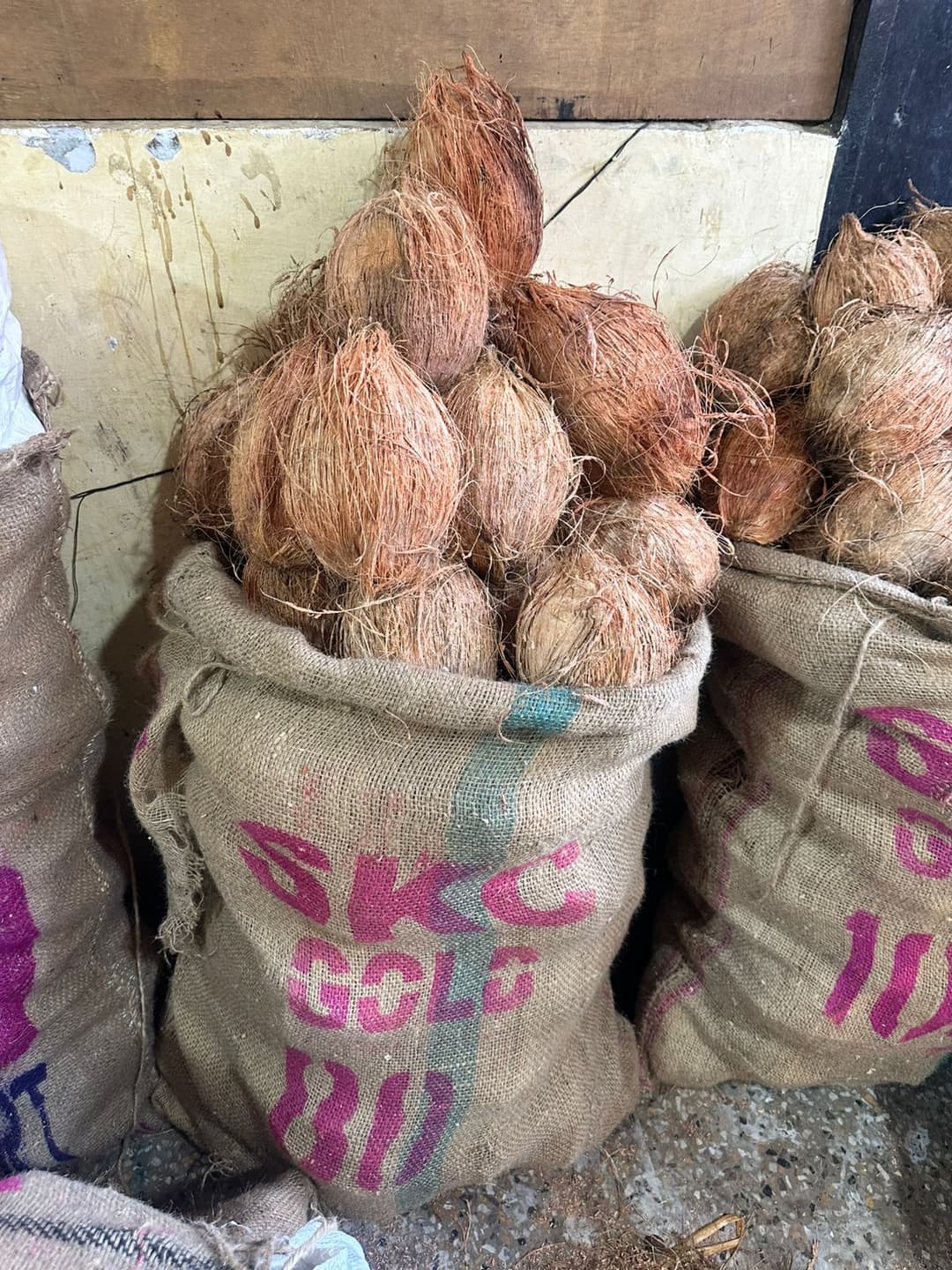 Coconut 80